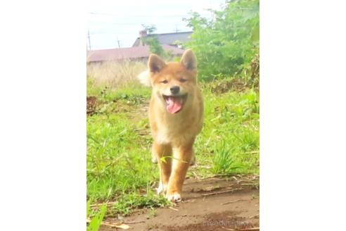 販売中の栃木県の柴犬-396200の2枚目